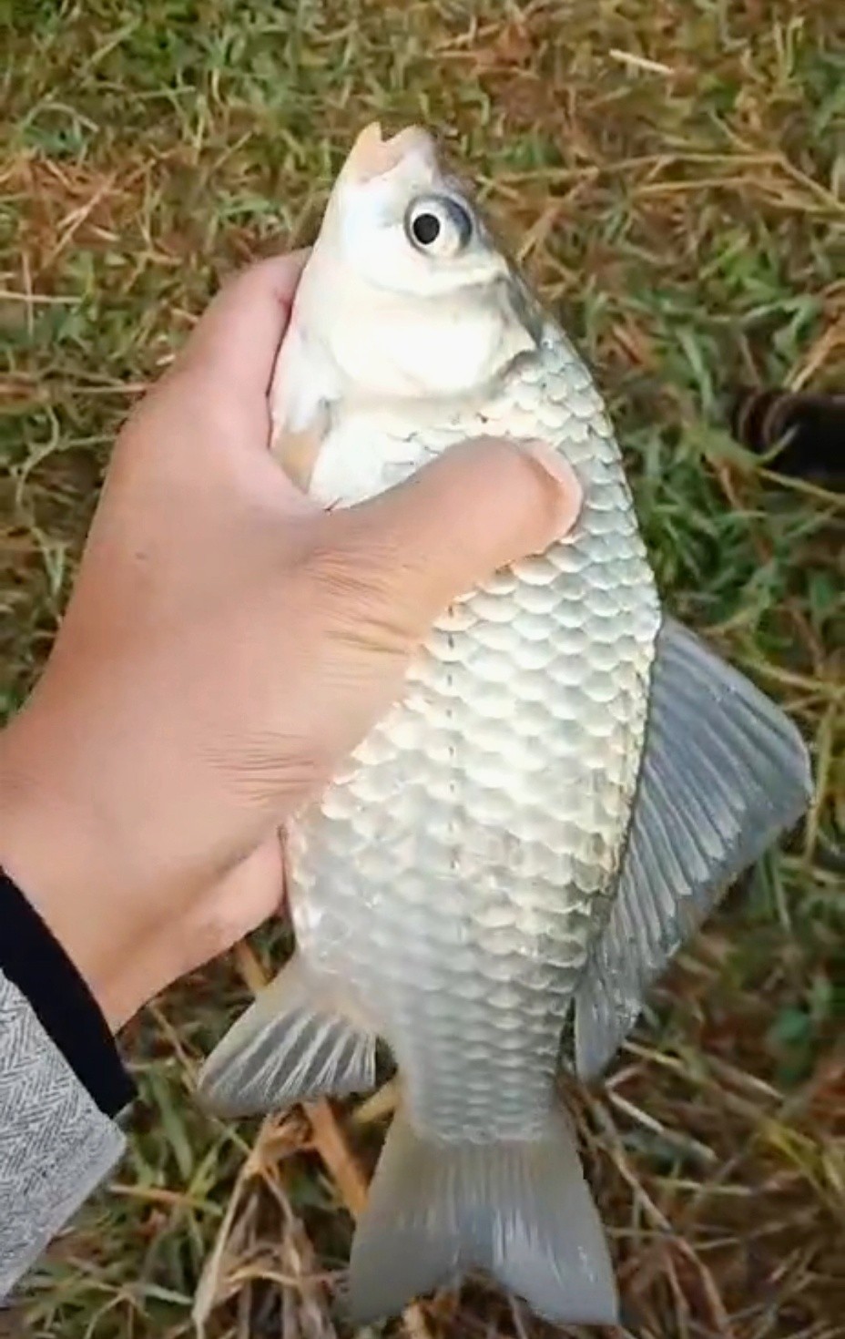 老钓友调漂视频,老钓友教你一招