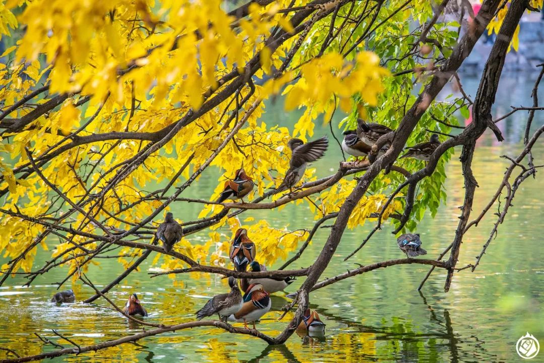 小动物生龙活虎,小动物活的