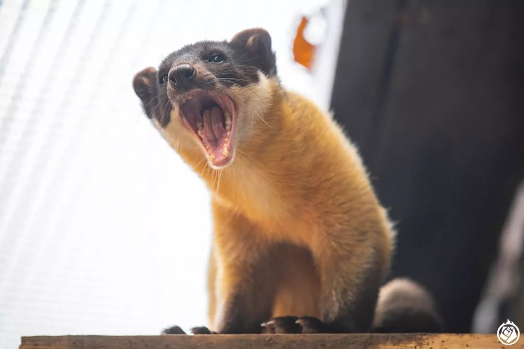 小动物生龙活虎,小动物活的