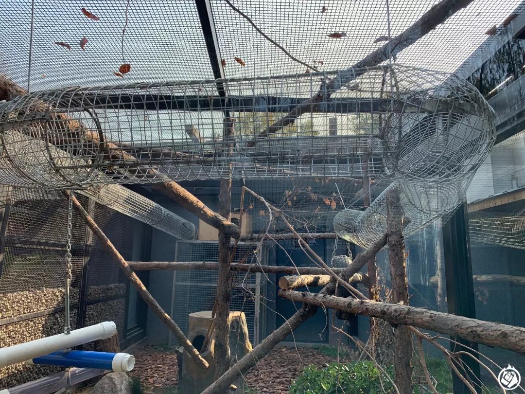 小动物生龙活虎,小动物活的