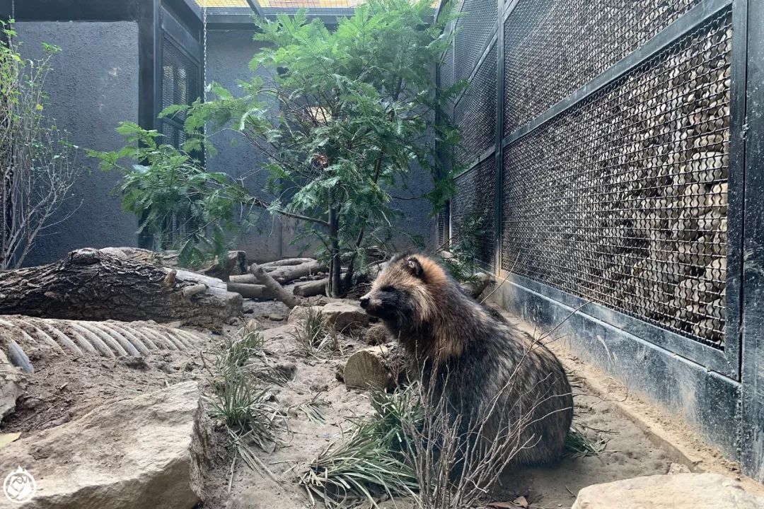 小动物生龙活虎,小动物活的