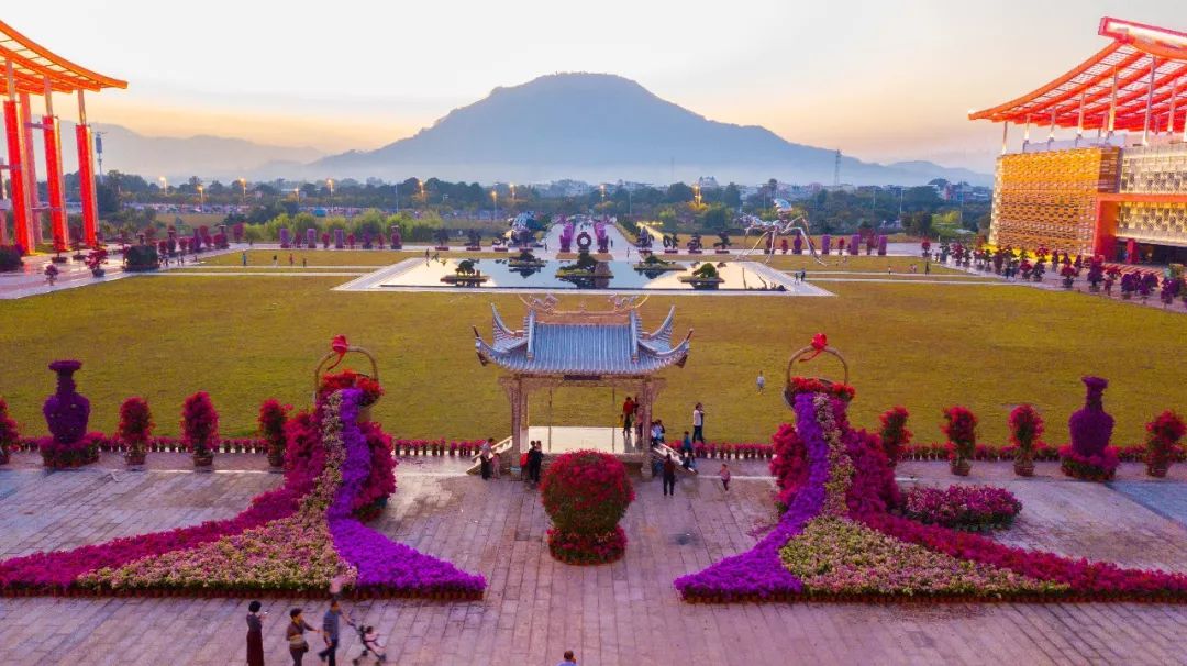 三角梅漳州培育基地,福建漳州三角梅产业