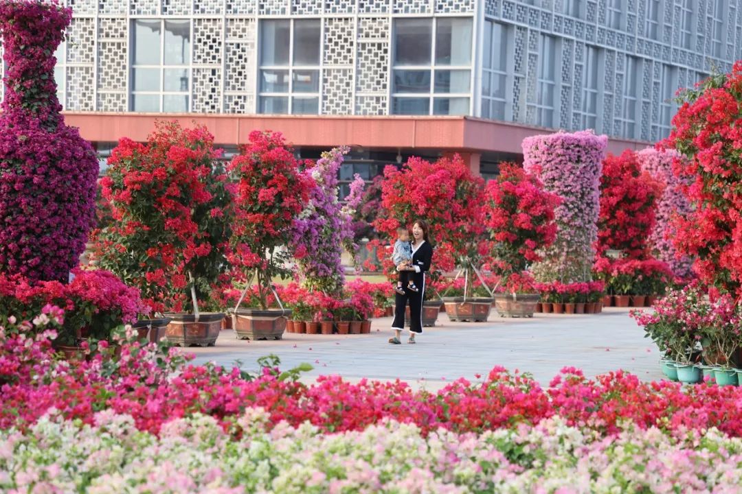 三角梅漳州培育基地,福建漳州三角梅产业