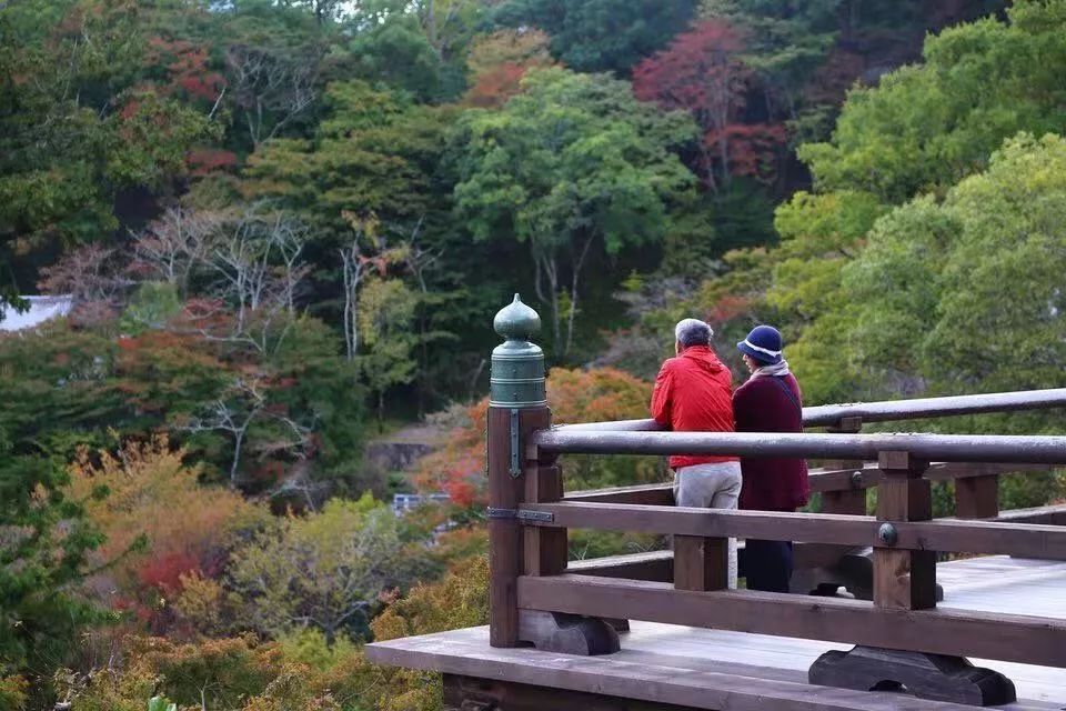 省钱又实用的日本“红叶狩”攻略错过又要等一年|用耳朵旅行的财经主播Nina