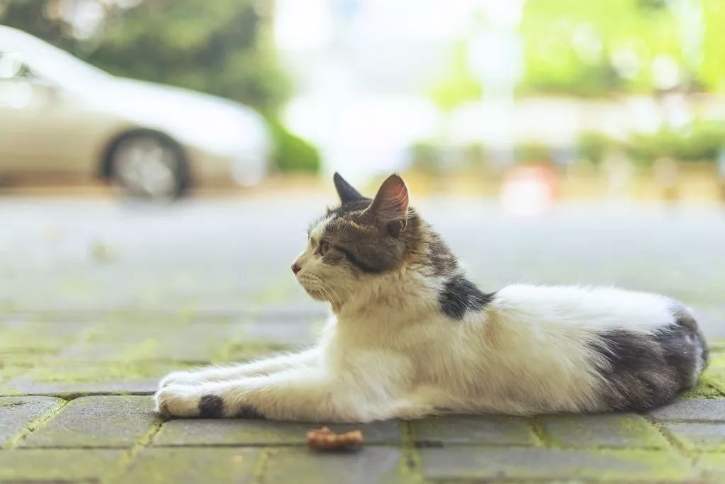 上海梦特娇旗舰店,上海梦梦直播间