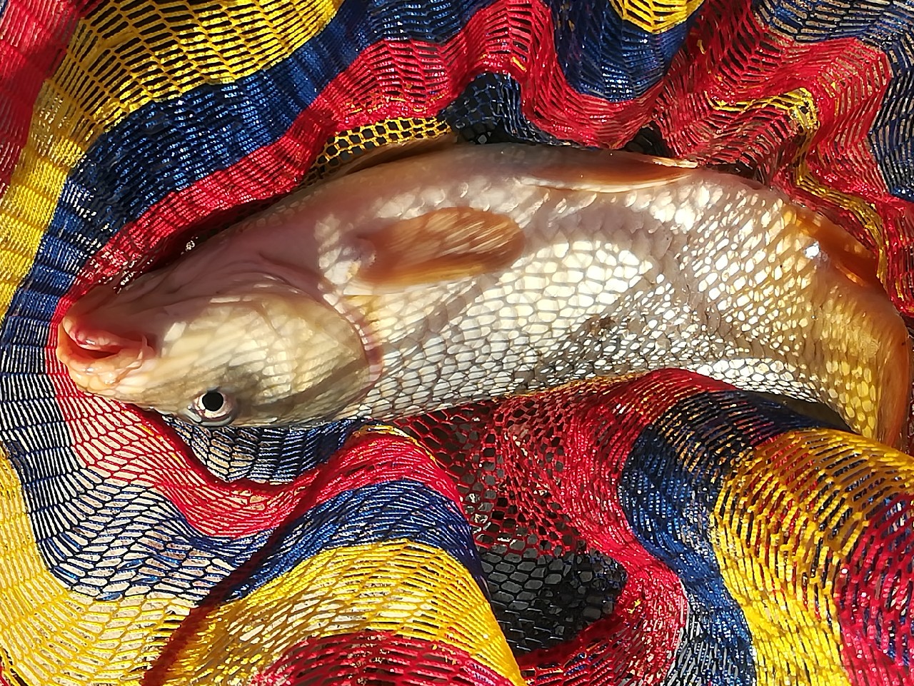 不钓鱼全是烦恼,不钓鱼心里没滋味