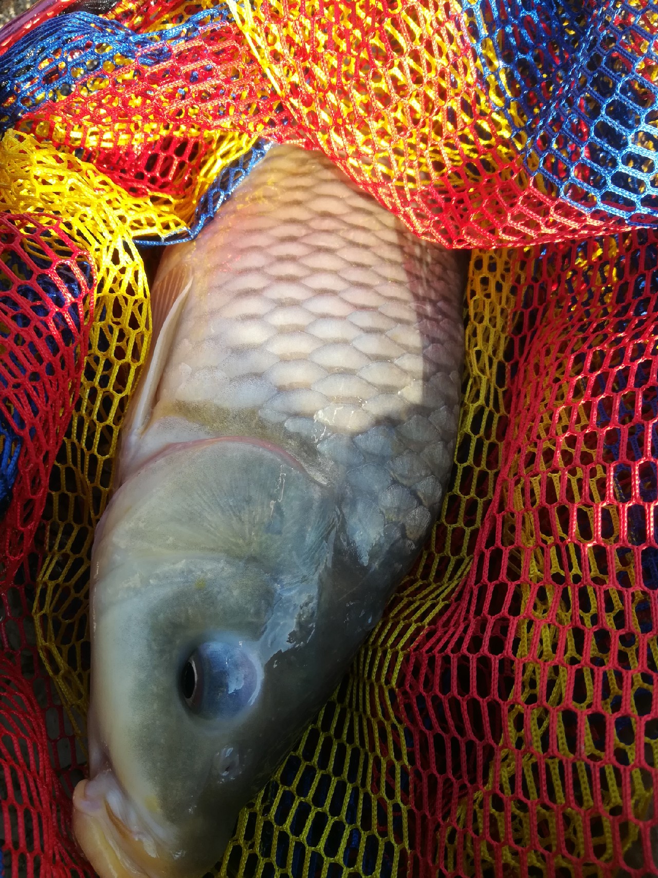 不钓鱼全是烦恼,不钓鱼心里没滋味