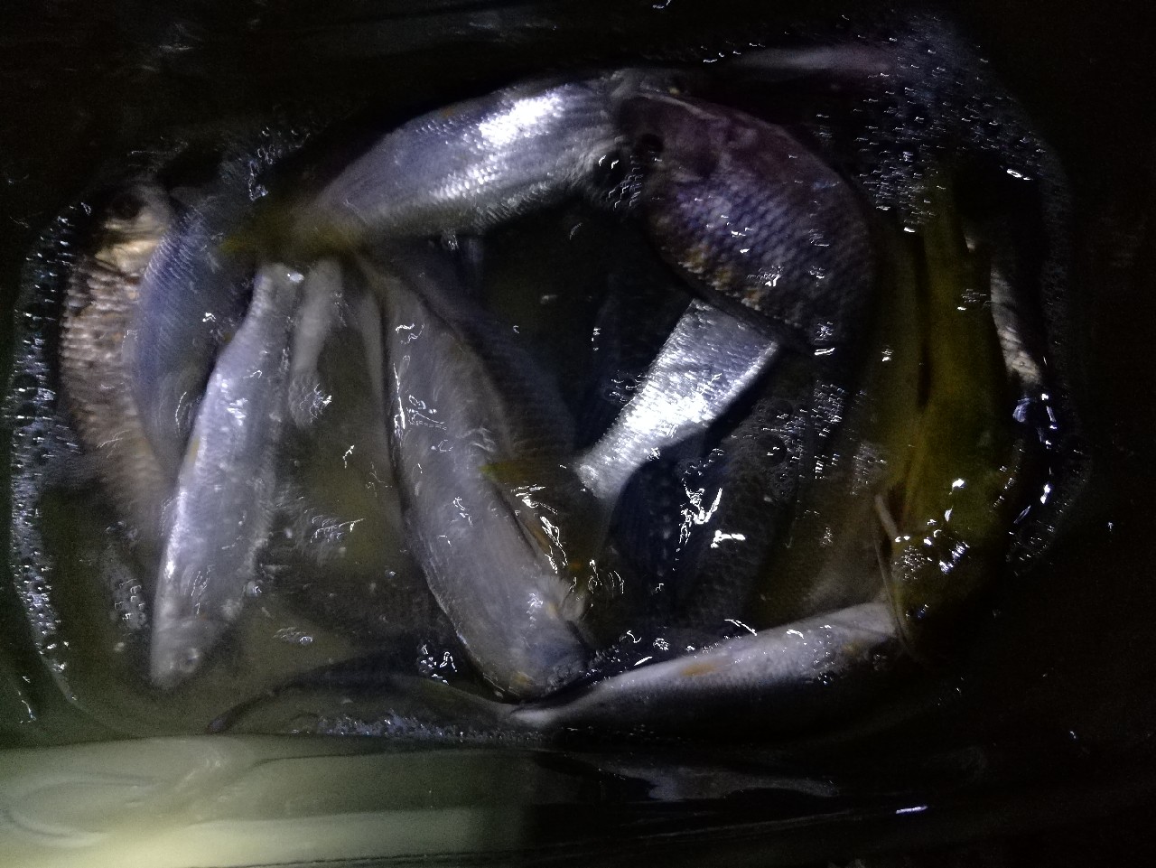 不钓鱼全是烦恼,不钓鱼心里没滋味