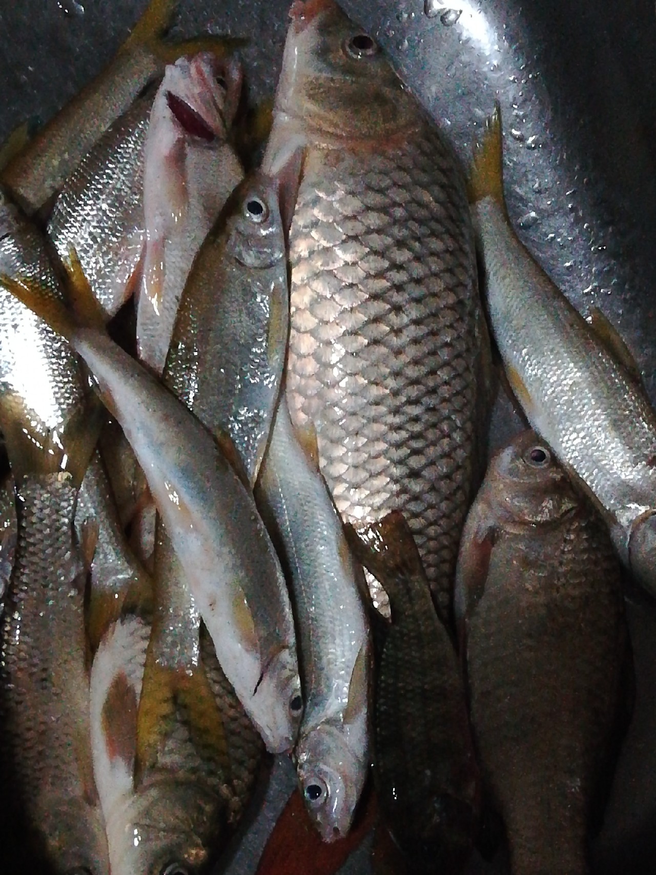 不钓鱼全是烦恼,不钓鱼心里没滋味