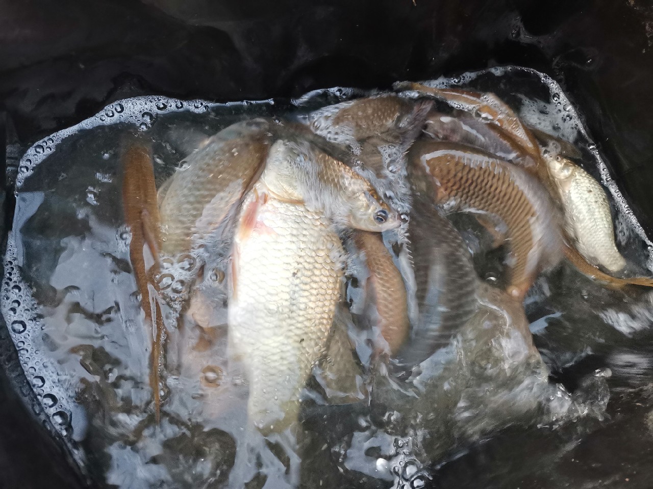 不钓鱼全是烦恼,不钓鱼心里没滋味