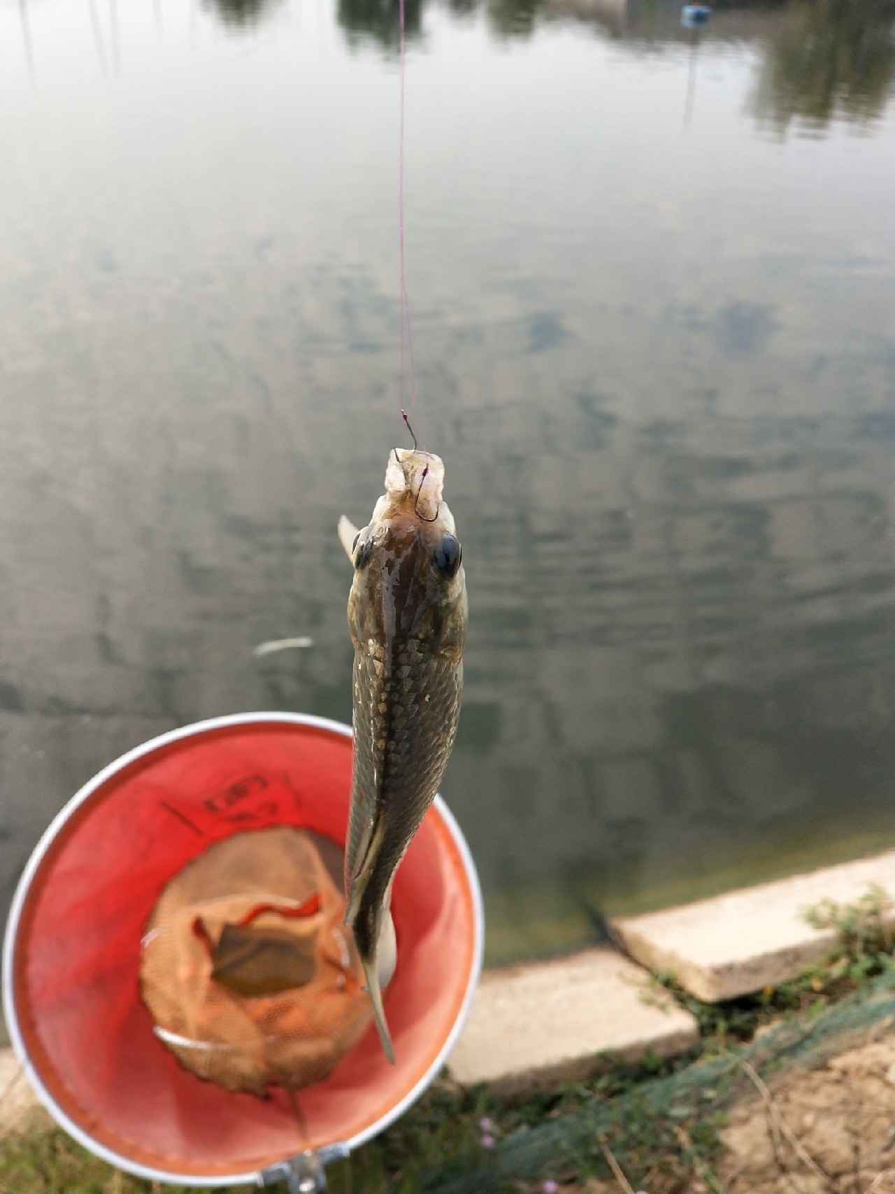 大号七星漂朝天钩专攻大板鲫,七星漂钓大板鲫用几号朝天钩