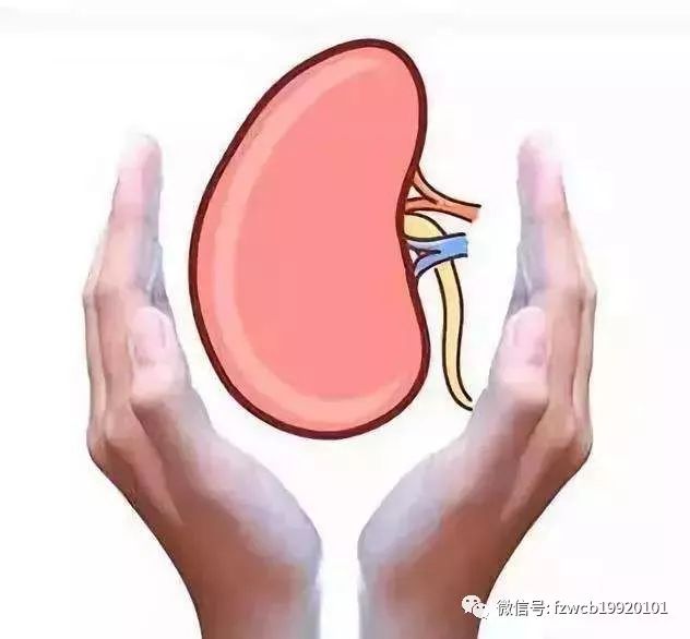 怎样保护肾功能预防肾病,小心慢性肾病的危害