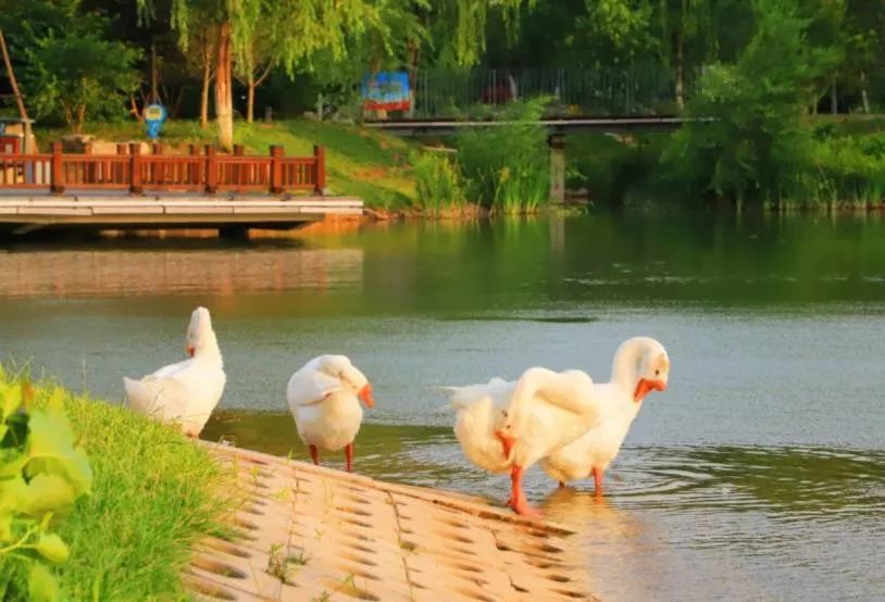 鹤壁是全国文明城市么,鹤壁是哪个省的城市