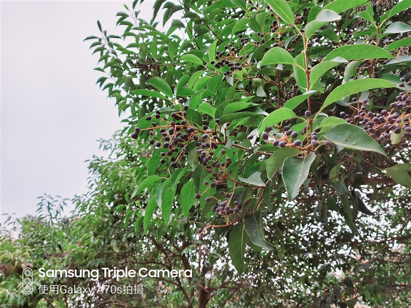 中端机还能如此漂亮三星GalaxyA70s评测：最轻薄的6400万三摄之作