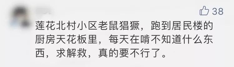 深圳罗湖灭鼠,除虫灭鼠深圳