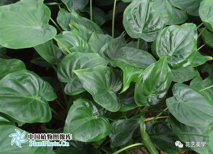 马蹄莲最普通品种开什么颜色花,花卉马蹄莲是什么样的