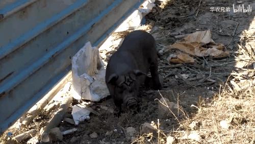 我们常吃的猪都是从哪儿来演化的,猪是从哪里来的