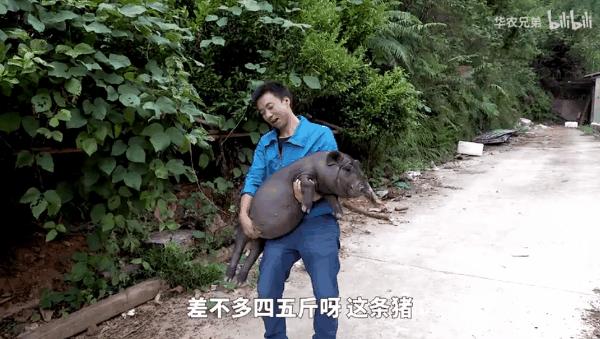 我们常吃的猪都是从哪儿来演化的,猪是从哪里来的