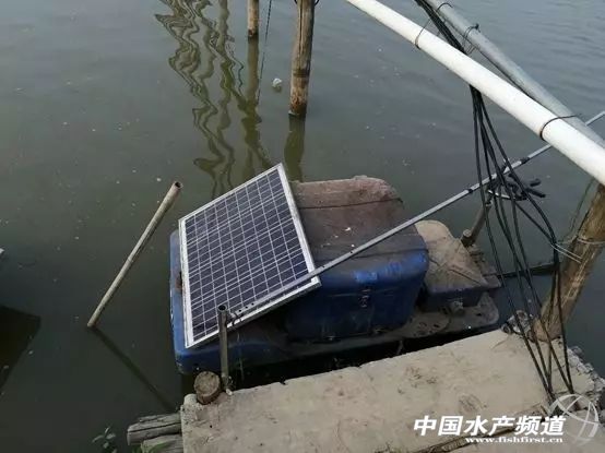 养虾的100大利润,养虾年入百万的人