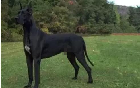 有哪些巨型犬有优点没缺点,世界最猛的巨型犬十大排名