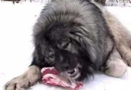 有哪些巨型犬有优点没缺点,世界最猛的巨型犬十大排名