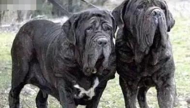 有哪些巨型犬有优点没缺点,世界最猛的巨型犬十大排名