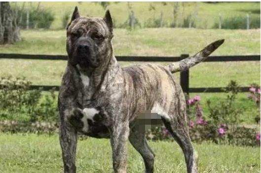 有哪些巨型犬有优点没缺点,世界最猛的巨型犬十大排名