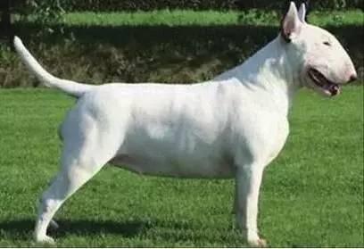 有哪些巨型犬有优点没缺点,世界最猛的巨型犬十大排名