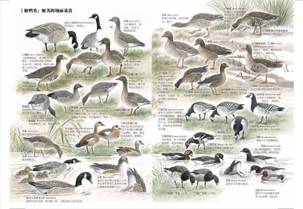 这也许是最好买的一场劲草嘉年华……