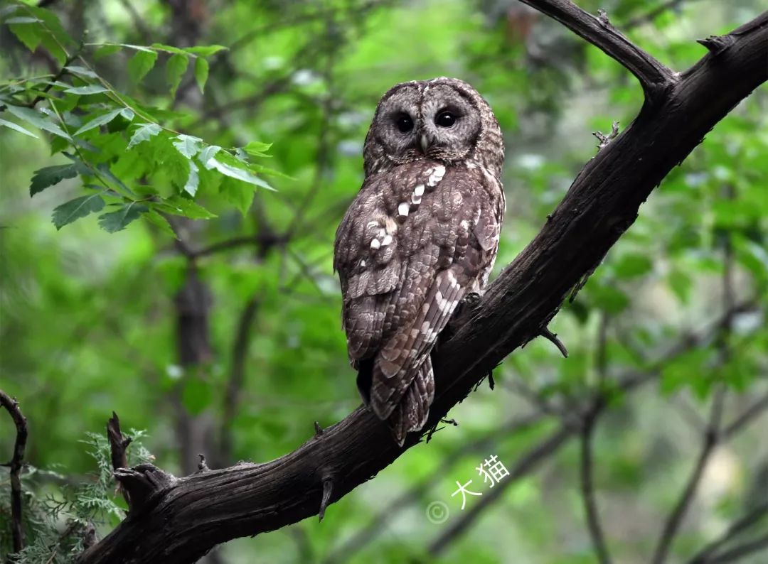 这也许是最好买的一场劲草嘉年华……