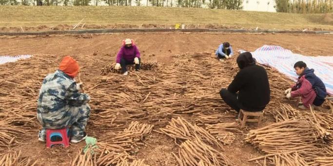 河南焦作温县怀庄山药,河南沁阳的山药