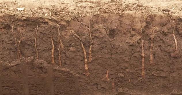 河南焦作温县怀庄山药,河南沁阳的山药