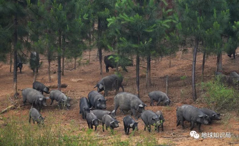 我们常吃的猪都是从哪儿来演化的,猪是从哪里来的