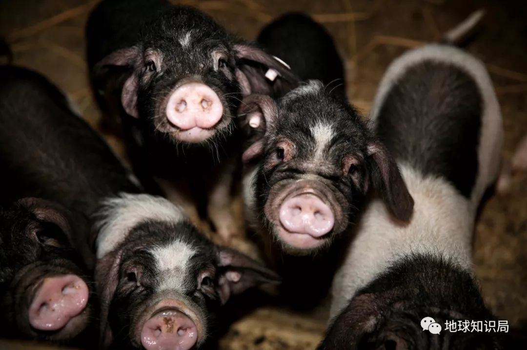我们常吃的猪都是从哪儿来演化的,猪是从哪里来的