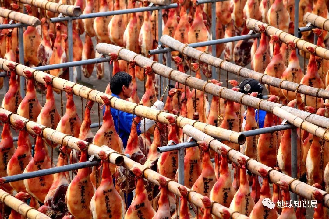 我们常吃的猪都是从哪儿来演化的,猪是从哪里来的