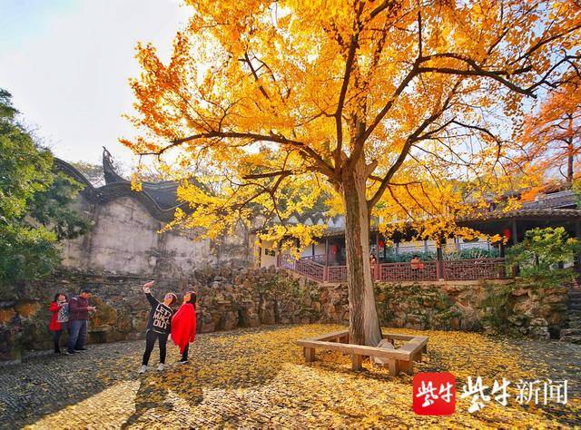 无锡惠山赏杏,红橙黄绿青蓝紫打卡