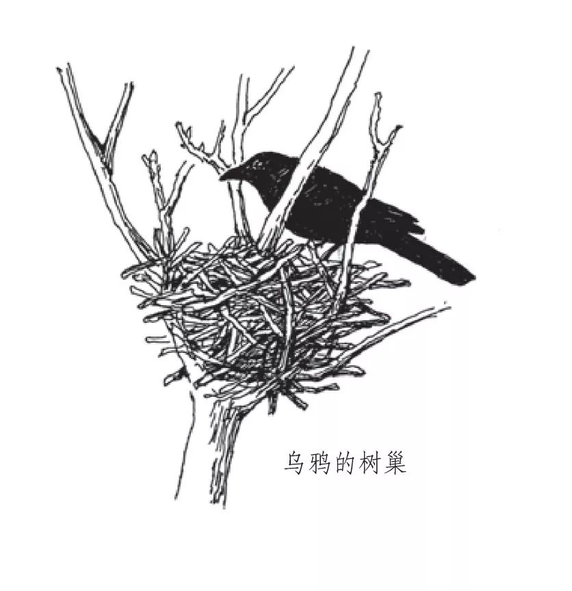 朋友，我看你与鸟类学有缘