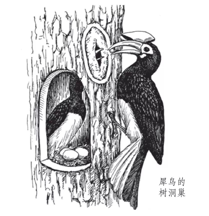 朋友，我看你与鸟类学有缘