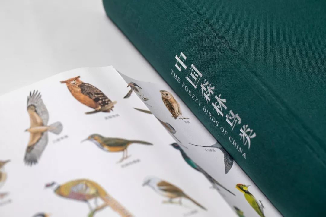 朋友，我看你与鸟类学有缘