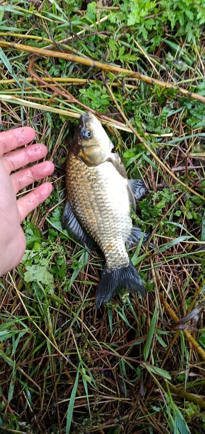 浮漂红绿尾和橙黄尾哪个清晰,浮漂怎么调整最佳方法