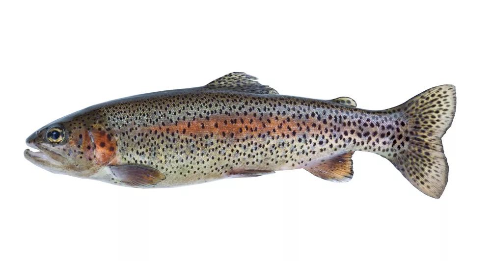 三文鱼dha含量最多的部位,三文鱼dha最高