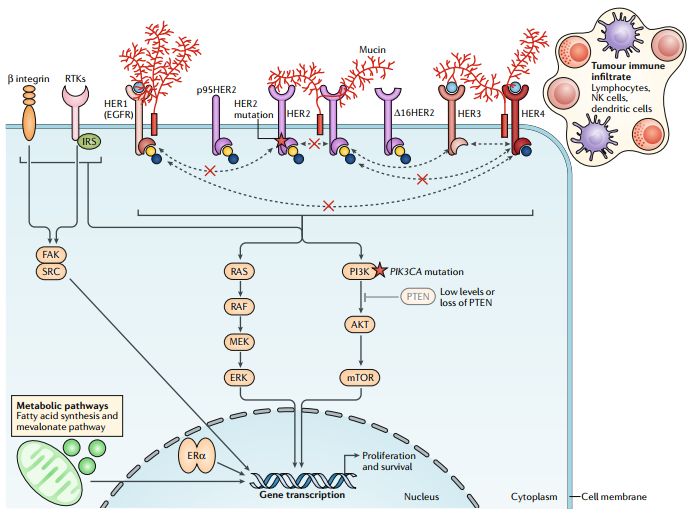 her2阳性乳腺癌目前最好的靶向药,乳腺癌her2两阴一阳方案