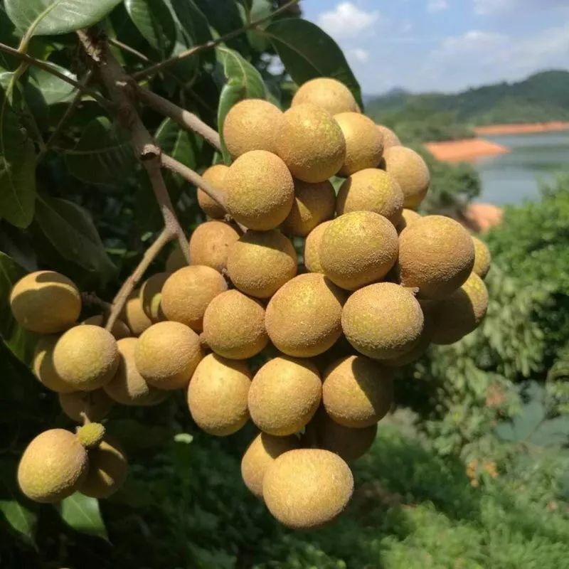 “泰”甜“泰”美！太便宜