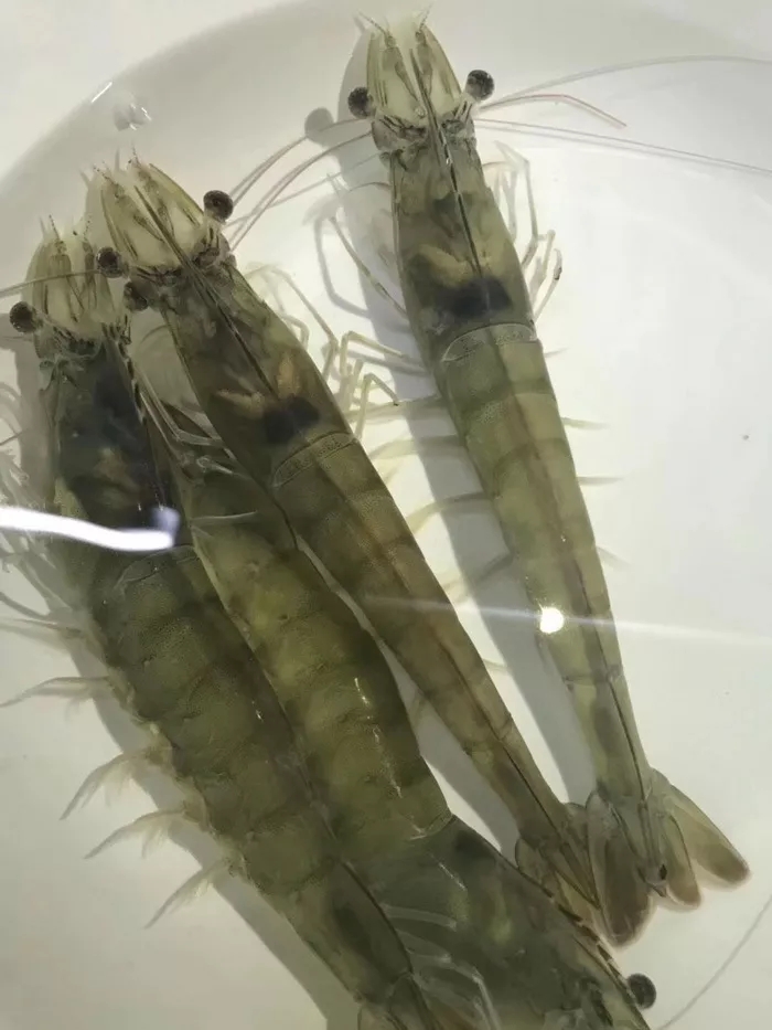 循环水养殖怎么快速建立硝化细菌,最强循环水养殖物理过滤方案