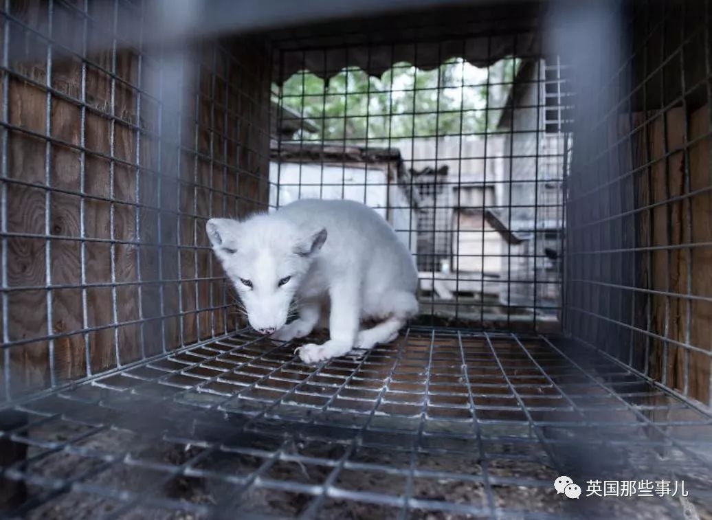 一只差点被做成皮草大衣的北极狐，如今白白胖胖过上了圣诞节