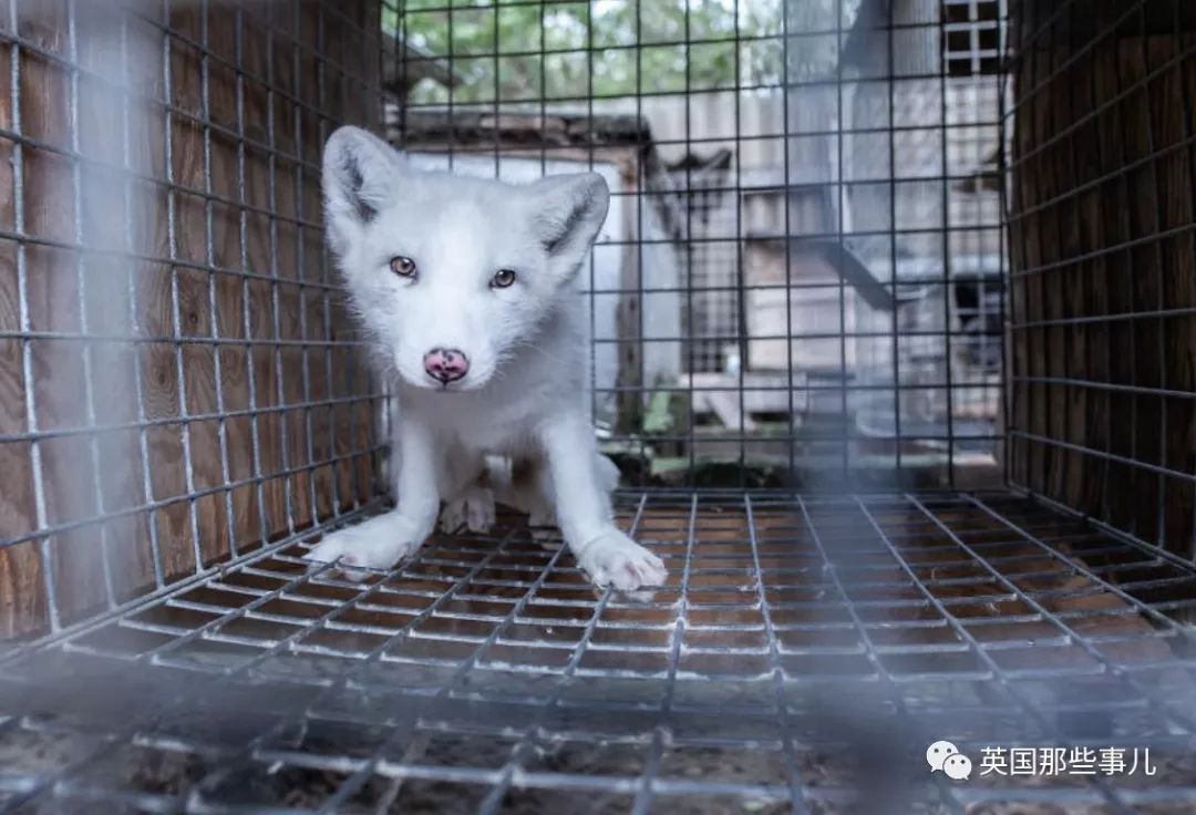 一只差点被做成皮草大衣的北极狐，如今白白胖胖过上了圣诞节