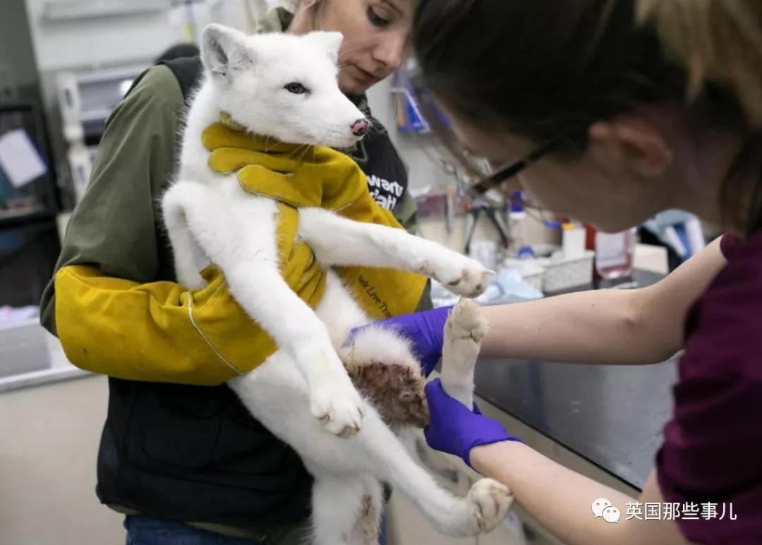 一只差点被做成皮草大衣的北极狐，如今白白胖胖过上了圣诞节