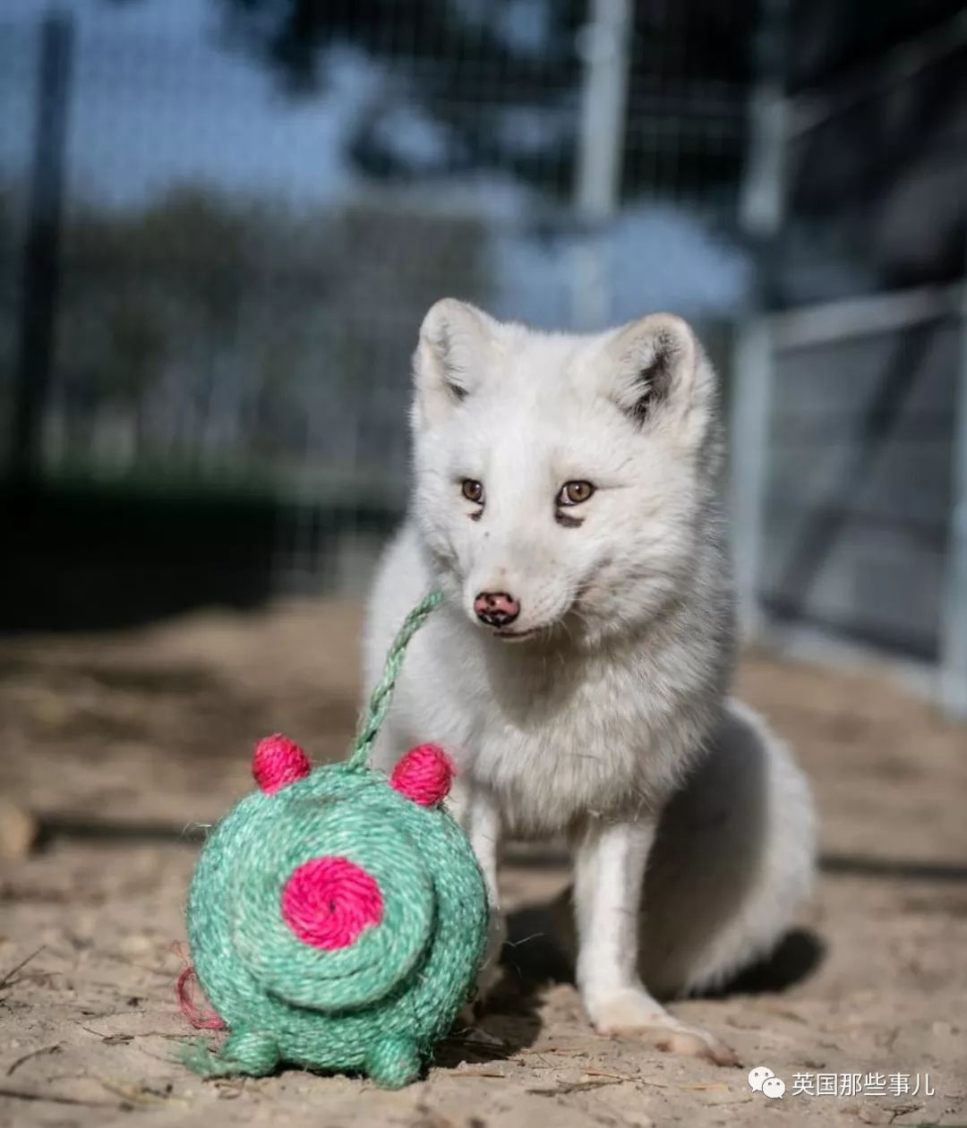 一只差点被做成皮草大衣的北极狐，如今白白胖胖过上了圣诞节