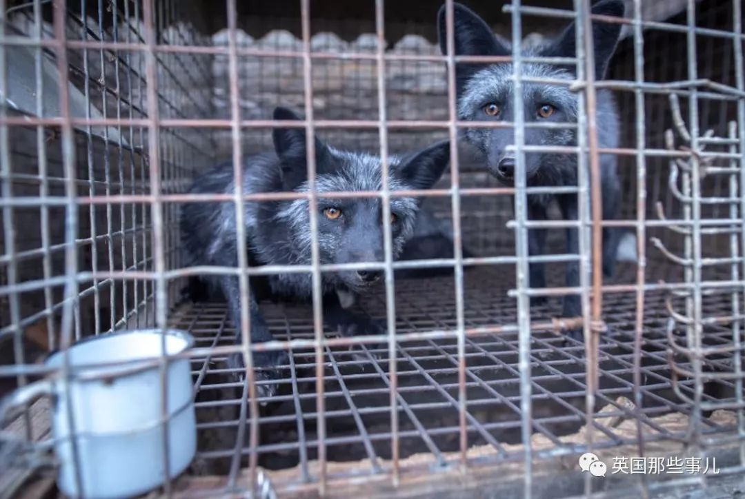 一只差点被做成皮草大衣的北极狐，如今白白胖胖过上了圣诞节