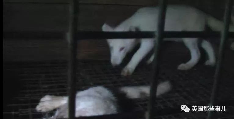 一只差点被做成皮草大衣的北极狐，如今白白胖胖过上了圣诞节